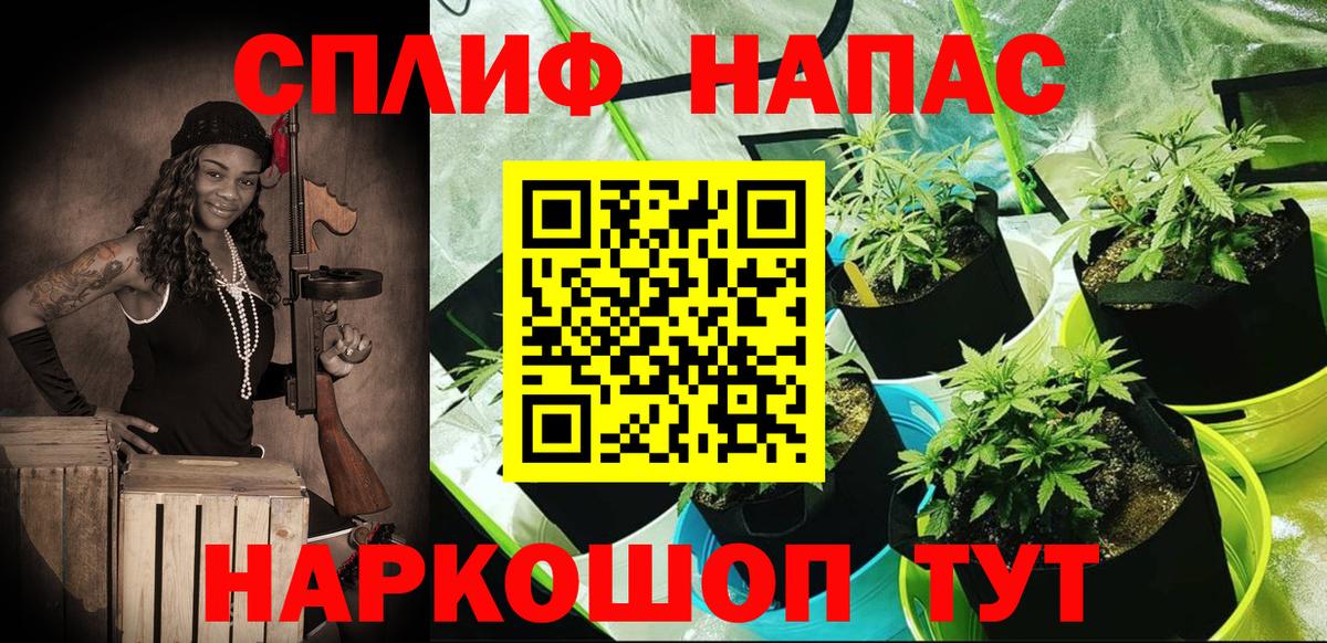 Каннабис сатива Крымск